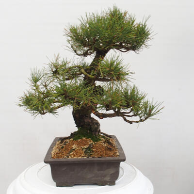 Vonkajšie bonsai - Pinus thunbergii - Borovica thunbergova - 4