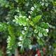 Pokojová bonsai - Zantoxylum piperitum - pepřovník PB2191525 - 4/5