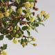 Pokojová bonsai - Ulmus parvifolia - Malolistý jilm PB22022 - 3/3