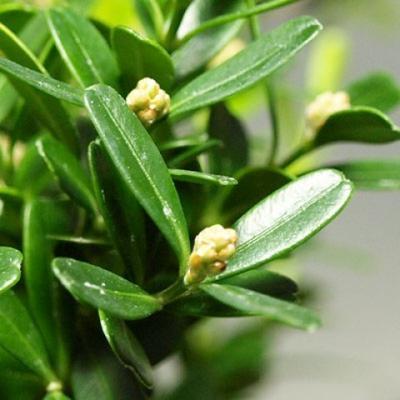 Izbová bonsai - Buxus harlandii -korkový buxus - 4