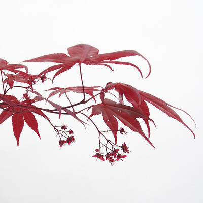 Vonkajšie bonsai - Javor dlaňolistý - Acer palmatum DESHOJO - 4