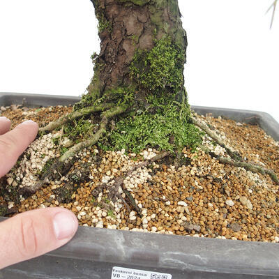 Vonkajšie bonsai - Pinus thunbergii - Borovica thunbergova - 5