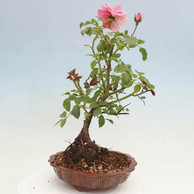 Vonkajší bonsai - Rosa sp. - malokvetá ruža - 5