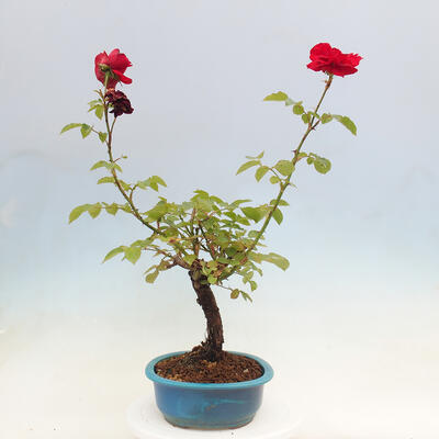 Vonkajší bonsai - Rosa sp. - malokvetá ruža - 5