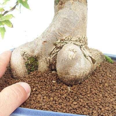 Vonkajšie bonsai - Javor Buergerianum - Javor Burgerův - 5