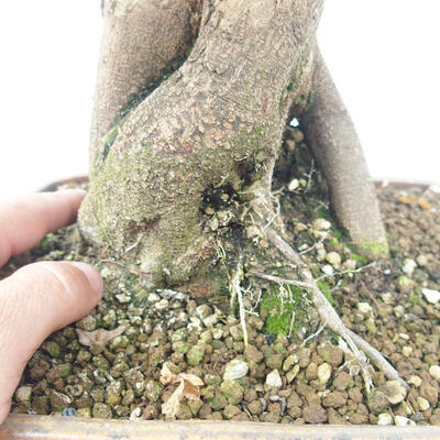 Vonkajšie bonsai - Javor Buergerianum - Javor Burgerův - 5