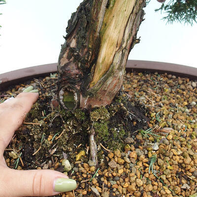 Vonkajšie bonsai - Juniperus chinensis Kishu -Jalovec čínsky - 5