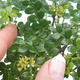 Pokojová bonsai - Zantoxylum piperitum - pepřovník PB2192077 - 5/5