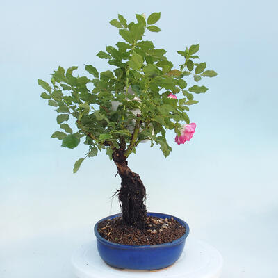 Vonkajší bonsai - Rosa sp. - malokvetá ruža - 5