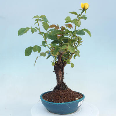 Vonkajší bonsai - Rosa sp. - malokvetá ruža - 5