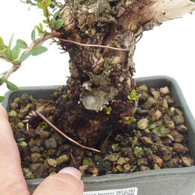 Izbová bonsai - Myrtus communis - Myrta obyčajná - 5