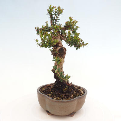 Izbová bonsai - Myrtus communis - Myrta obyčajná - 5