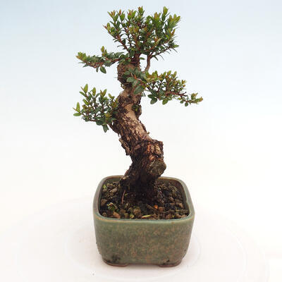 Izbová bonsai - Myrtus communis - Myrta obyčajná - 5