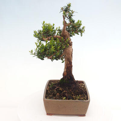 Izbová bonsai - Myrtus communis - Myrta obyčajná - 5