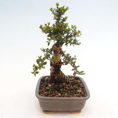 Izbová bonsai - Myrtus communis - Myrta obyčajná - 5