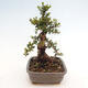 Izbová bonsai - Myrtus communis - Myrta obyčajná - 4/5