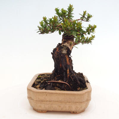 Izbová bonsai - Myrtus communis - Myrta obyčajná - 5