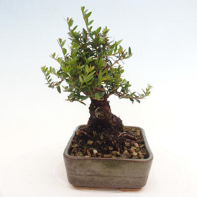 Izbová bonsai - Myrtus communis - Myrta obyčajná - 5