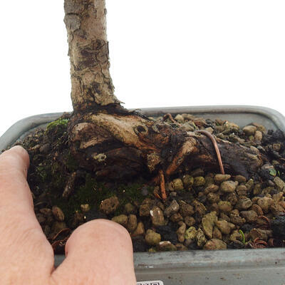 Izbová bonsai - Myrtus communis - Myrta obyčajná - 5