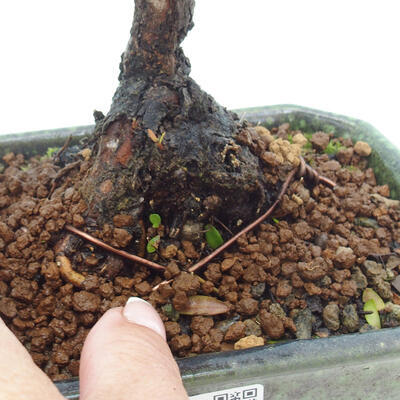 Izbová bonsai - Myrtus communis - Myrta obyčajná - 5