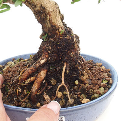 Izbová bonsai - Myrtus communis - Myrta obyčajná - 5