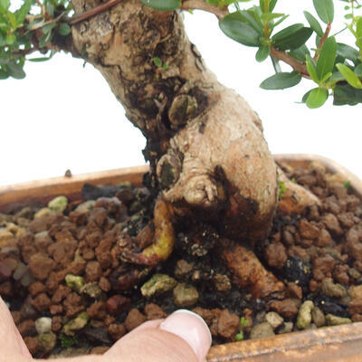 Izbová bonsai - Myrtus communis - Myrta obyčajná - 5