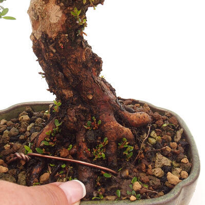 Izbová bonsai - Myrtus communis - Myrta obyčajná - 5