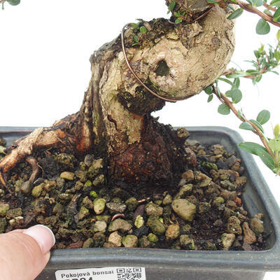 Izbová bonsai - Myrtus communis - Myrta obyčajná - 5