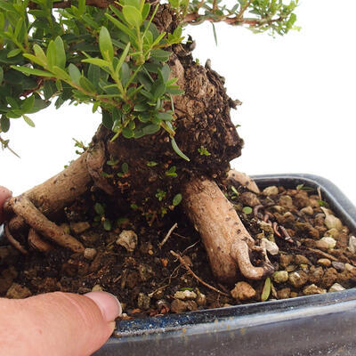 Izbová bonsai - Myrtus communis - Myrta obyčajná - 5