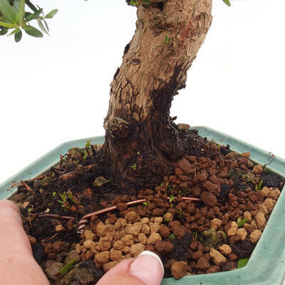 Izbová bonsai - Myrtus communis - Myrta obyčajná - 5