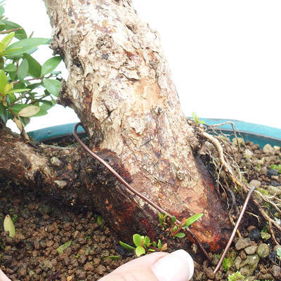 Izbová bonsai - Myrtus communis - Myrta obyčajná - 5