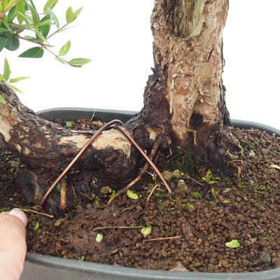 Izbová bonsai - Myrtus communis - Myrta obyčajná - 5