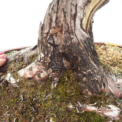 Vonkajší bonsai - Juniperus chinensis Itoigawa-Jalovec čínsky - 5