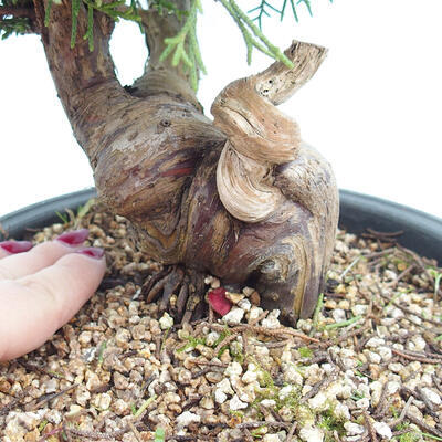 Vonkajší bonsai - Juniperus chinensis Itoigawa -Jalovec čínsky - 5