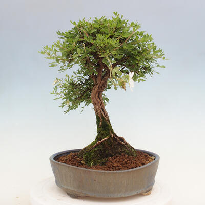 Vonkajší bonsai - Potentilla Alba - Mochna biela - 5