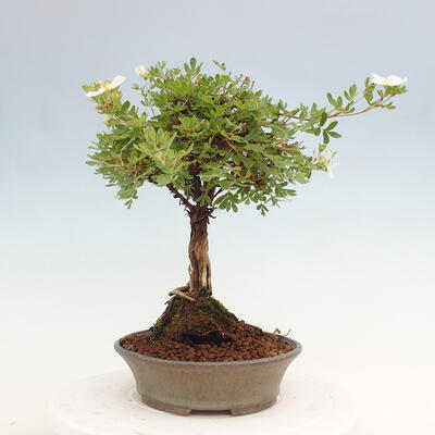 Vonkajší bonsai - Potentilla Alba - Mochna biela - 5