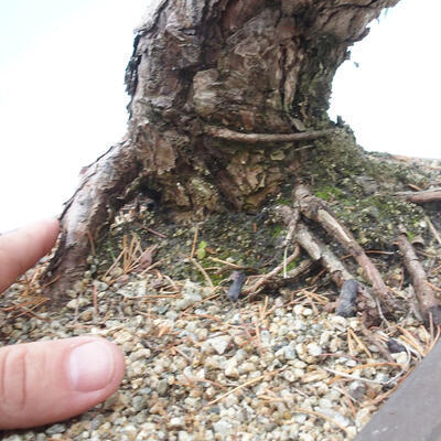 Vonkajší bonsai - Pinus parviflora - borovica drobnokvetá - 5