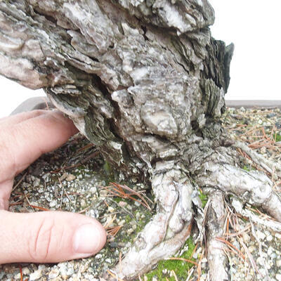 Vonkajší bonsai - Pinus parviflora - borovica drobnokvetá - 5