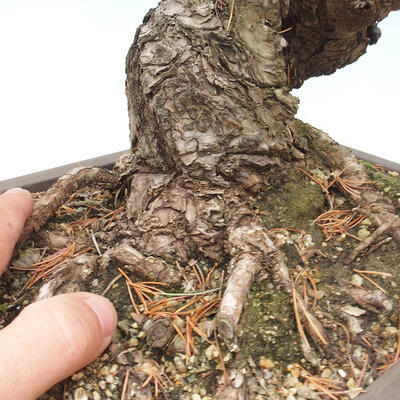 Vonkajší bonsai - Pinus parviflora - borovica drobnokvetá - 5