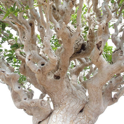 Izbová bonsai - Premna serratifolia - Kozlovoň malolistá - 5