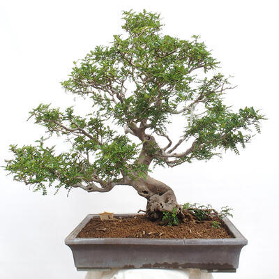 Izbová bonsai - Zantoxylum piperitum - korenistý - 5