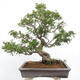 Izbová bonsai - Zantoxylum piperitum - korenistý - 5/7