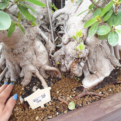 Izbová bonsai - Ficus Panda - malolistý fikus - 5