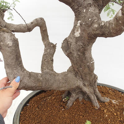 Izbová bonsai - Osteomeles anthyllidifolia - 5