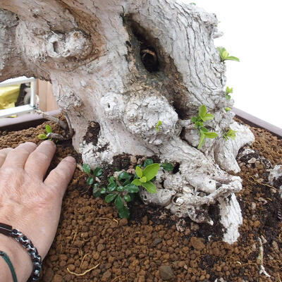 Izbová bonsai - Premna serratifolia - Kozlovoň malolistá - 5