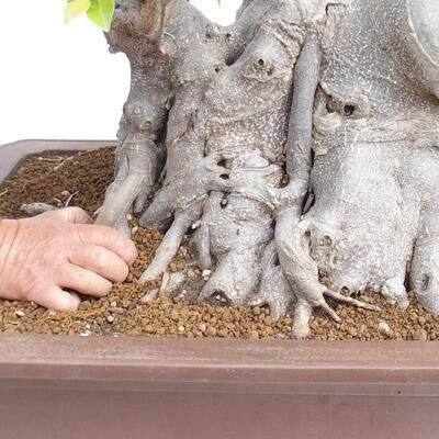 Izbová bonsai - Ficus retusa - malolistý fikus - 5