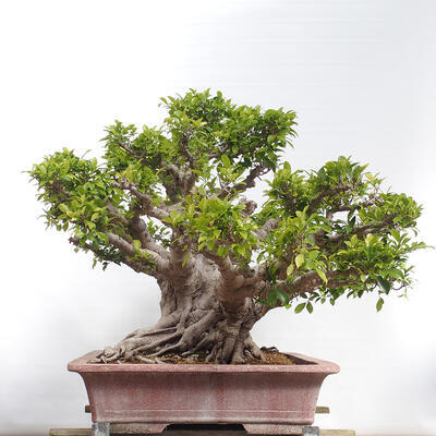 Izbová bonsai - Ficus retusa - malolistý fikus - 5