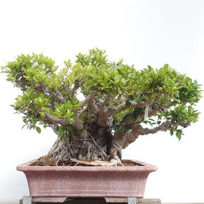 Izbová bonsai - Ficus retusa - malolistý fikus - 5