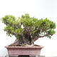 Izbová bonsai - Ficus retusa - malolistý fikus - 5/6