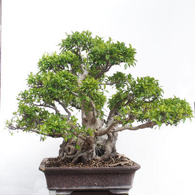 Izbová bonsai - Ficus retusa - malolistý fikus - 5